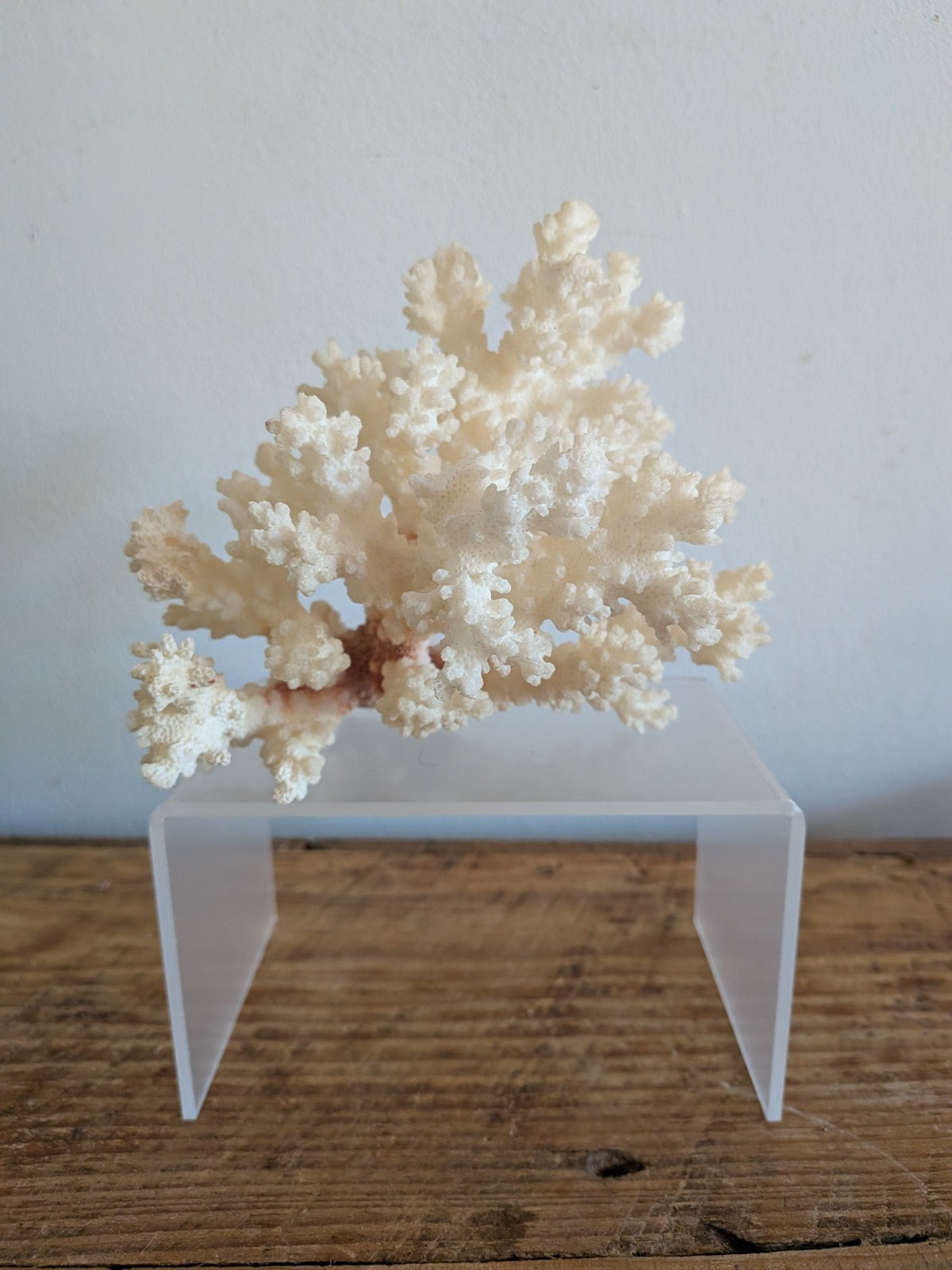 Piece of White Coral Tree Reef 100% Natural Sea Coral Rare Branching Marine Vgc