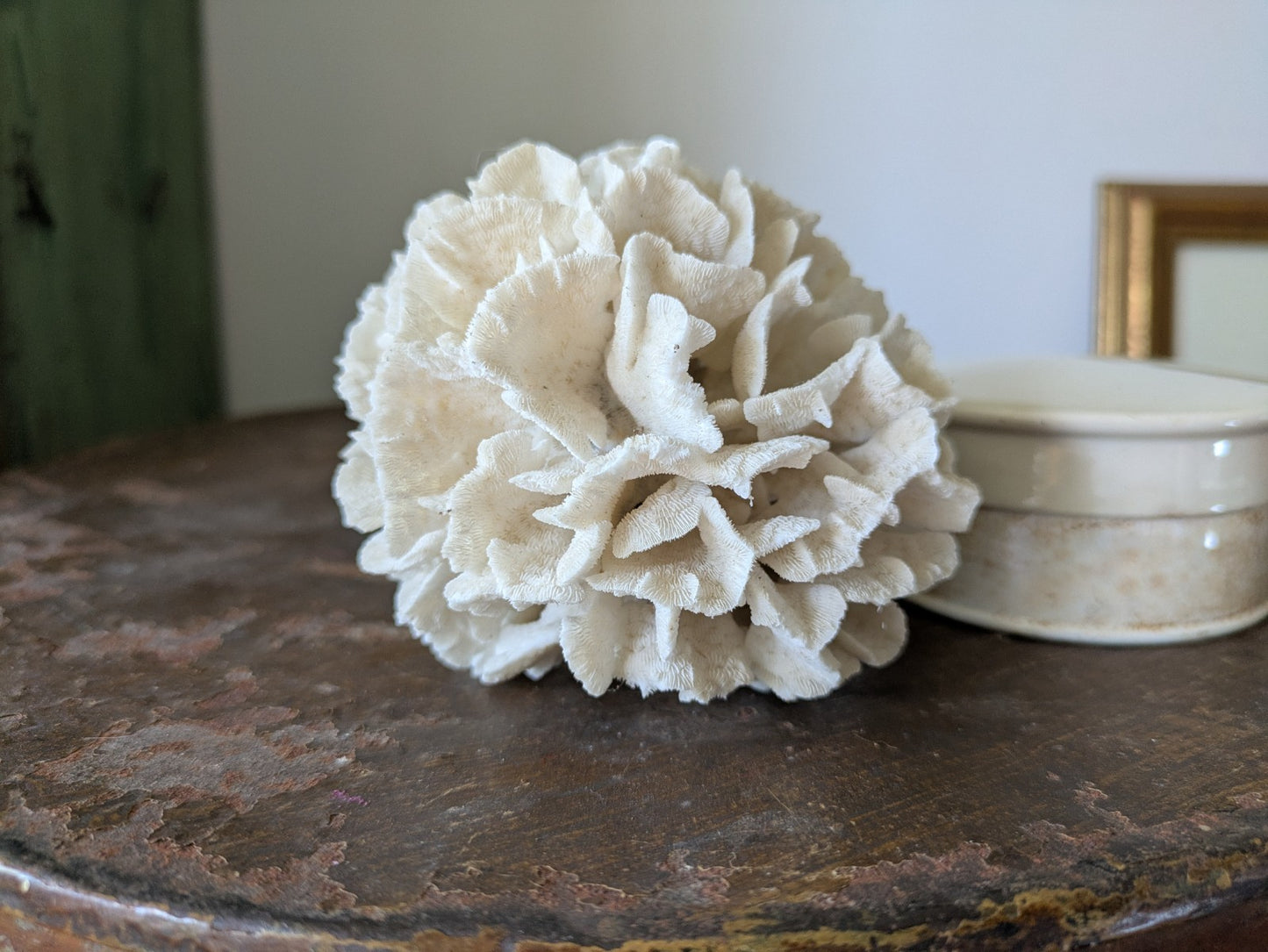 Natural Coral Calcium Carbonate Skeleton  Agaricia Acaricides Thin Lettuce Coral