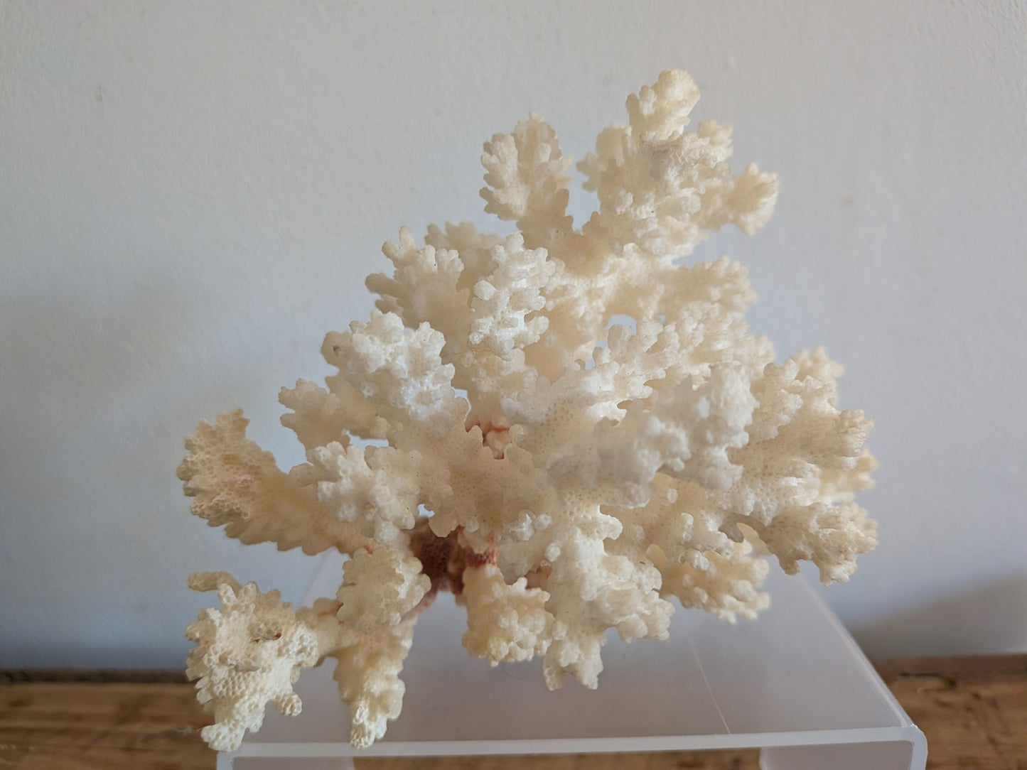 Piece of White Coral Tree Reef 100% Natural Sea Coral Rare Branching Marine Vgc