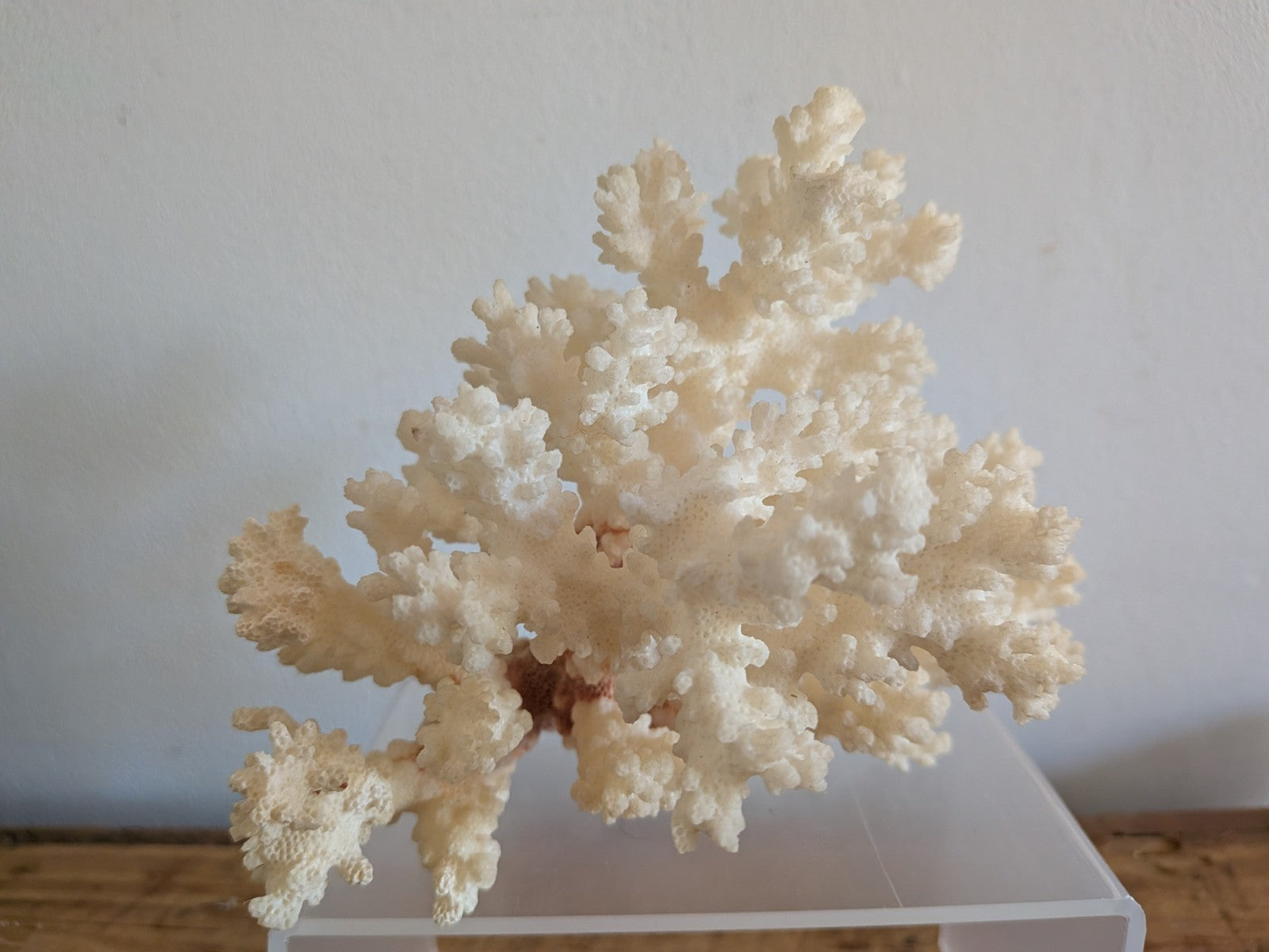 Piece of White Coral Tree Reef 100% Natural Sea Coral Rare Branching Marine Vgc