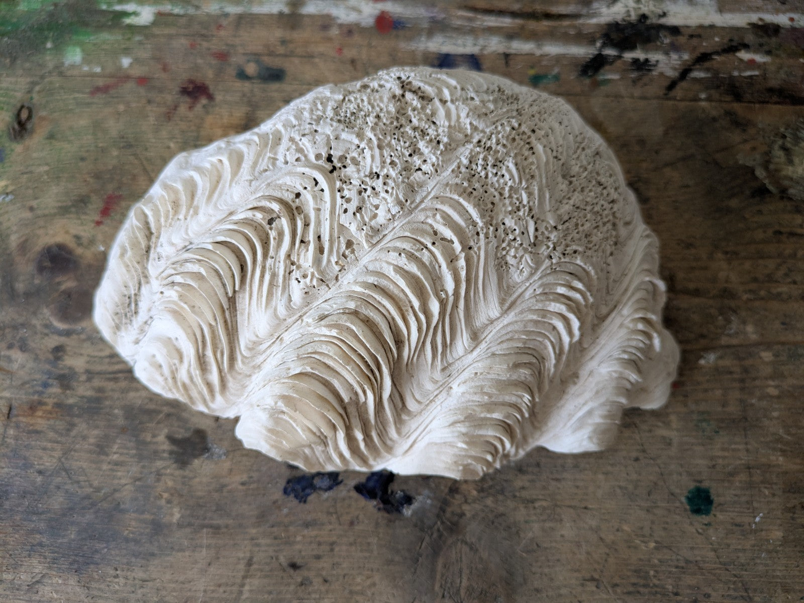 1x Large Natural Seashell Conch Shell Bear Paw Clam Shell Beach Nautical White 