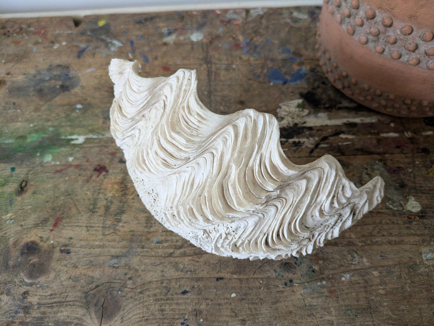 1x Large Natural Seashell Conch Shell Bear Paw Clam Shell Beach Nautical White 