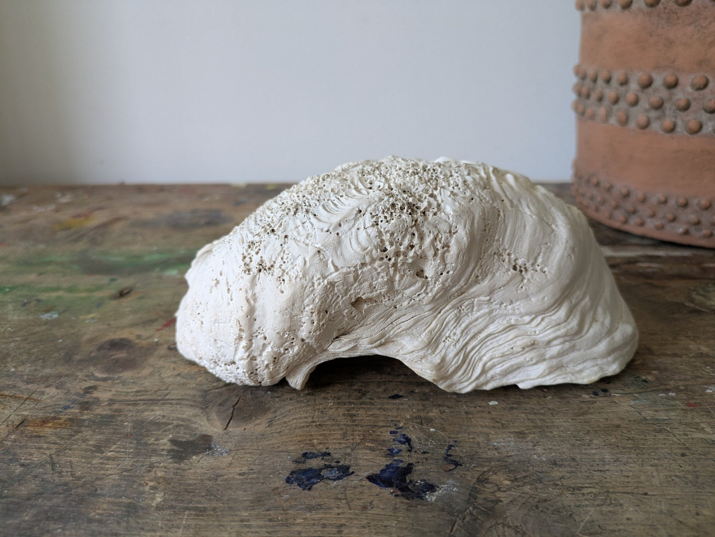1x Large Natural Seashell Conch Shell Bear Paw Clam Shell Beach Nautical White 