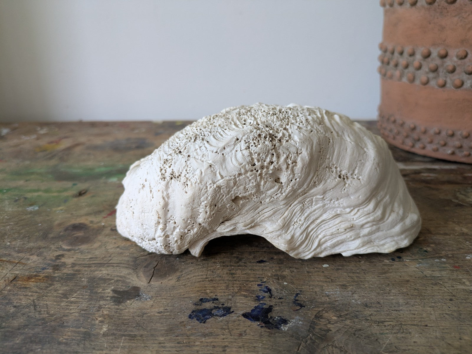 1x Large Natural Seashell Conch Shell Bear Paw Clam Shell Beach Nautical White 