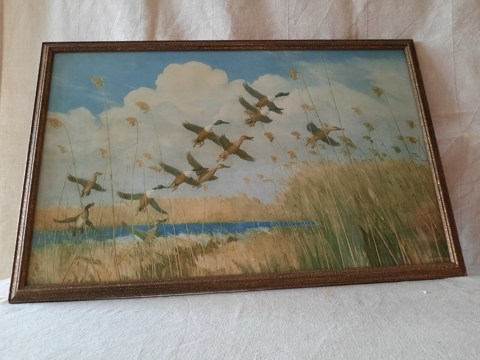 Peter Scott Vintage Framed Print Ducks Taking To Wing 1934 Old Picture Bird Rare
