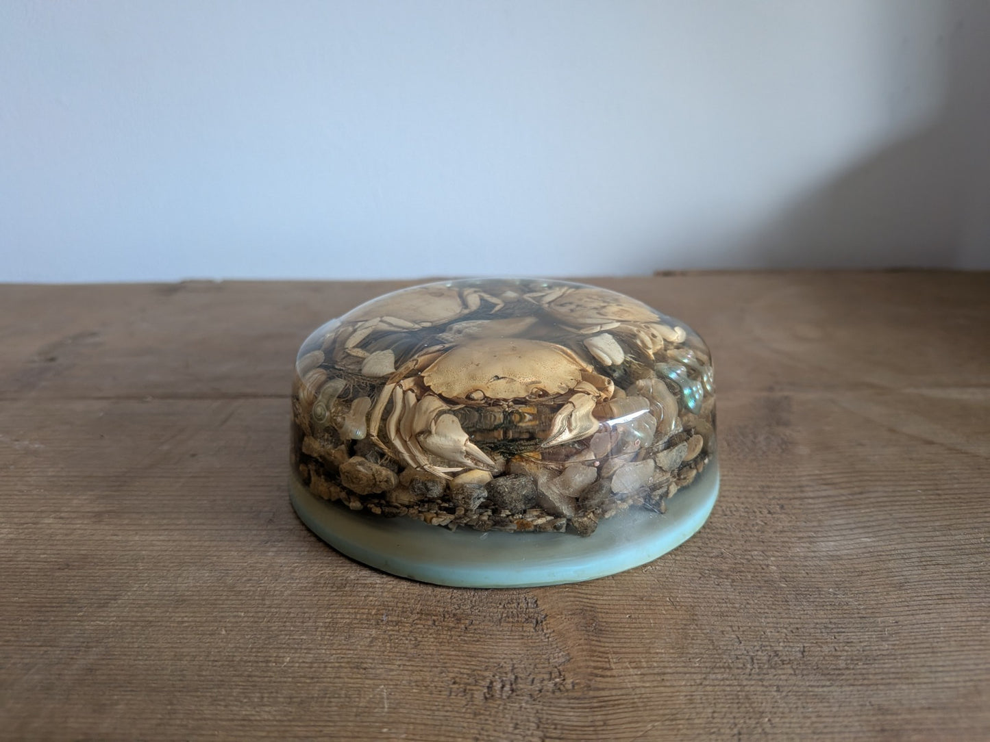 Round Vintage Real Sea Crab + Shells in Resin / Lucite Paperweight Kitsch Retro 