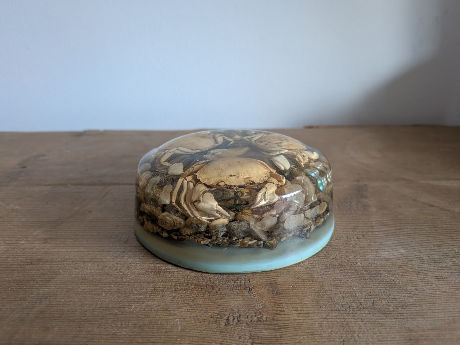 Round Vintage Real Sea Crab + Shells in Resin / Lucite Paperweight Kitsch Retro 