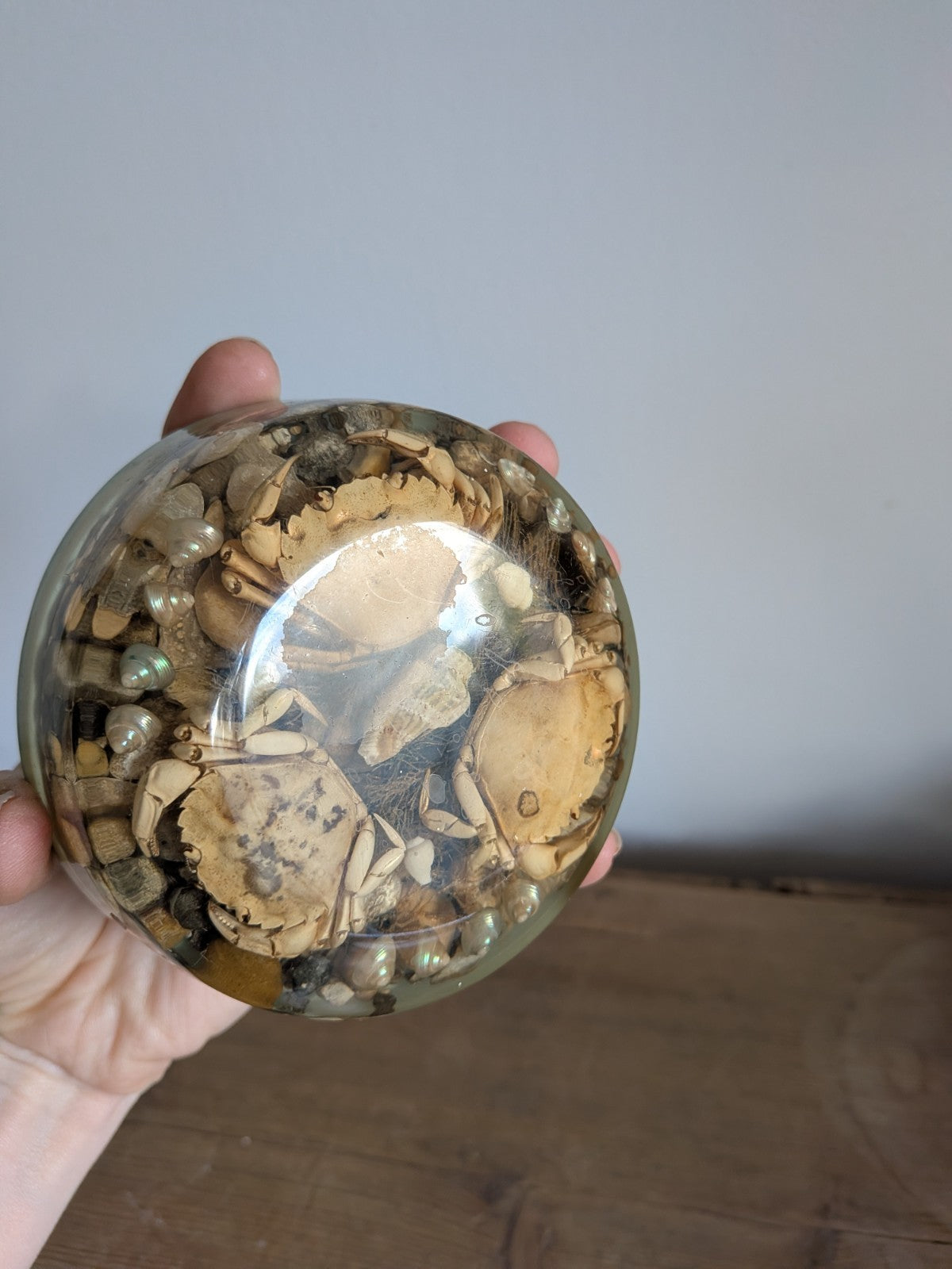 Round Vintage Real Sea Crab + Shells in Resin / Lucite Paperweight Kitsch Retro 