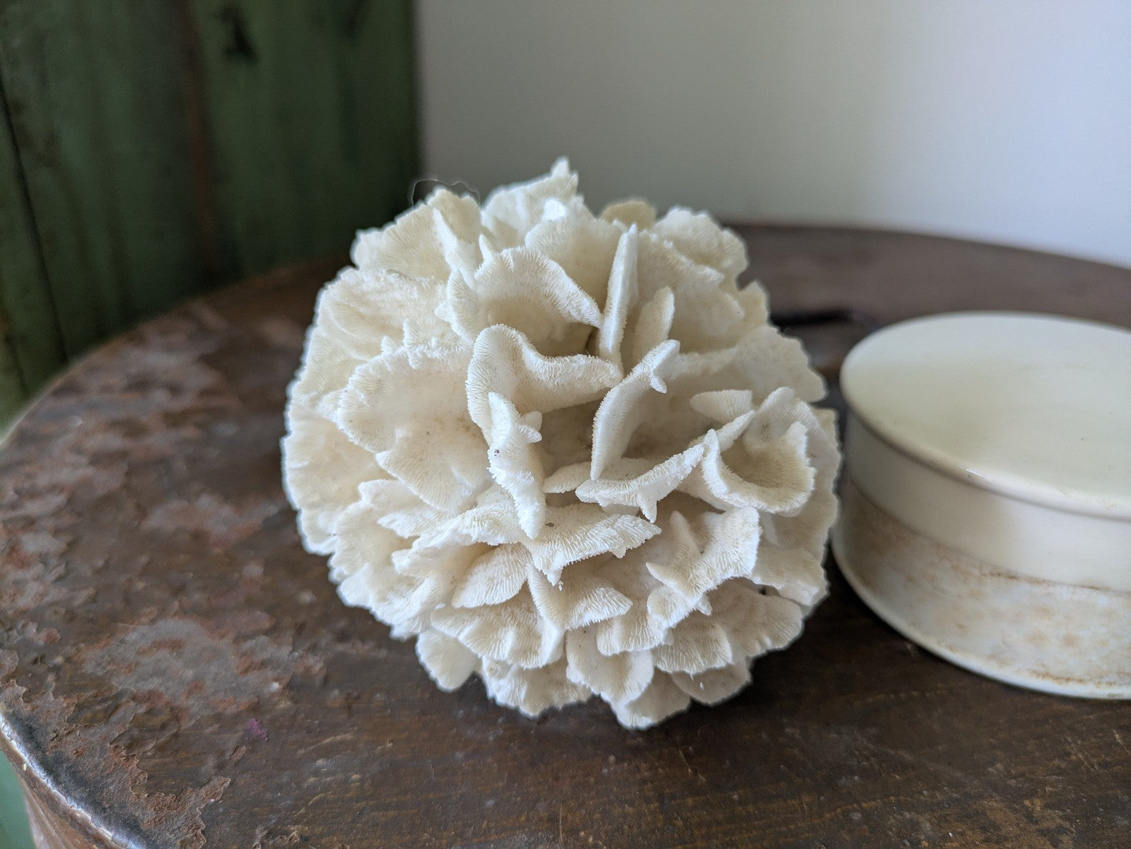 Natural Coral Calcium Carbonate Skeleton  Agaricia Acaricides Thin Lettuce Coral