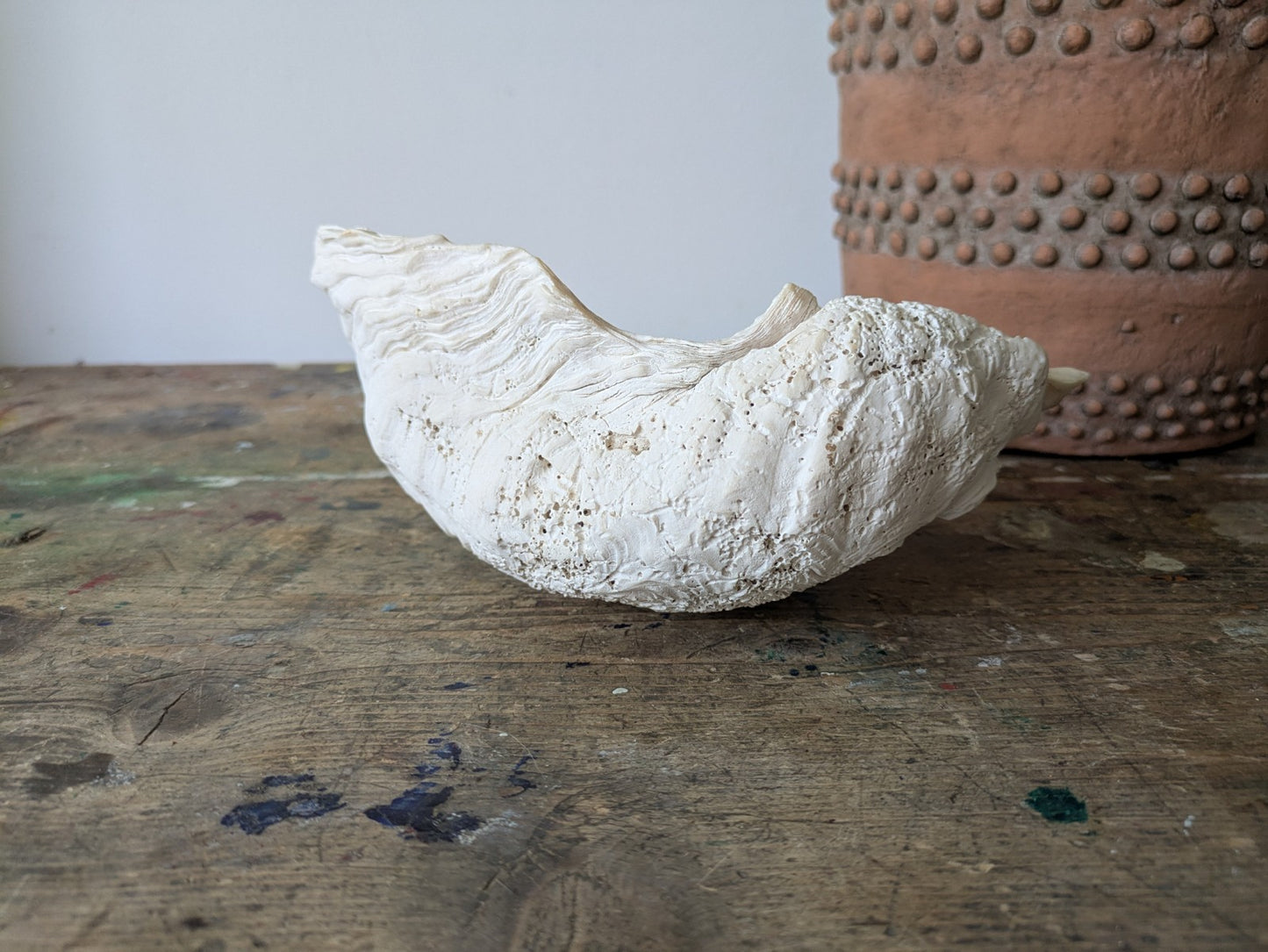 1x Large Natural Seashell Conch Shell Bear Paw Clam Shell Beach Nautical White 