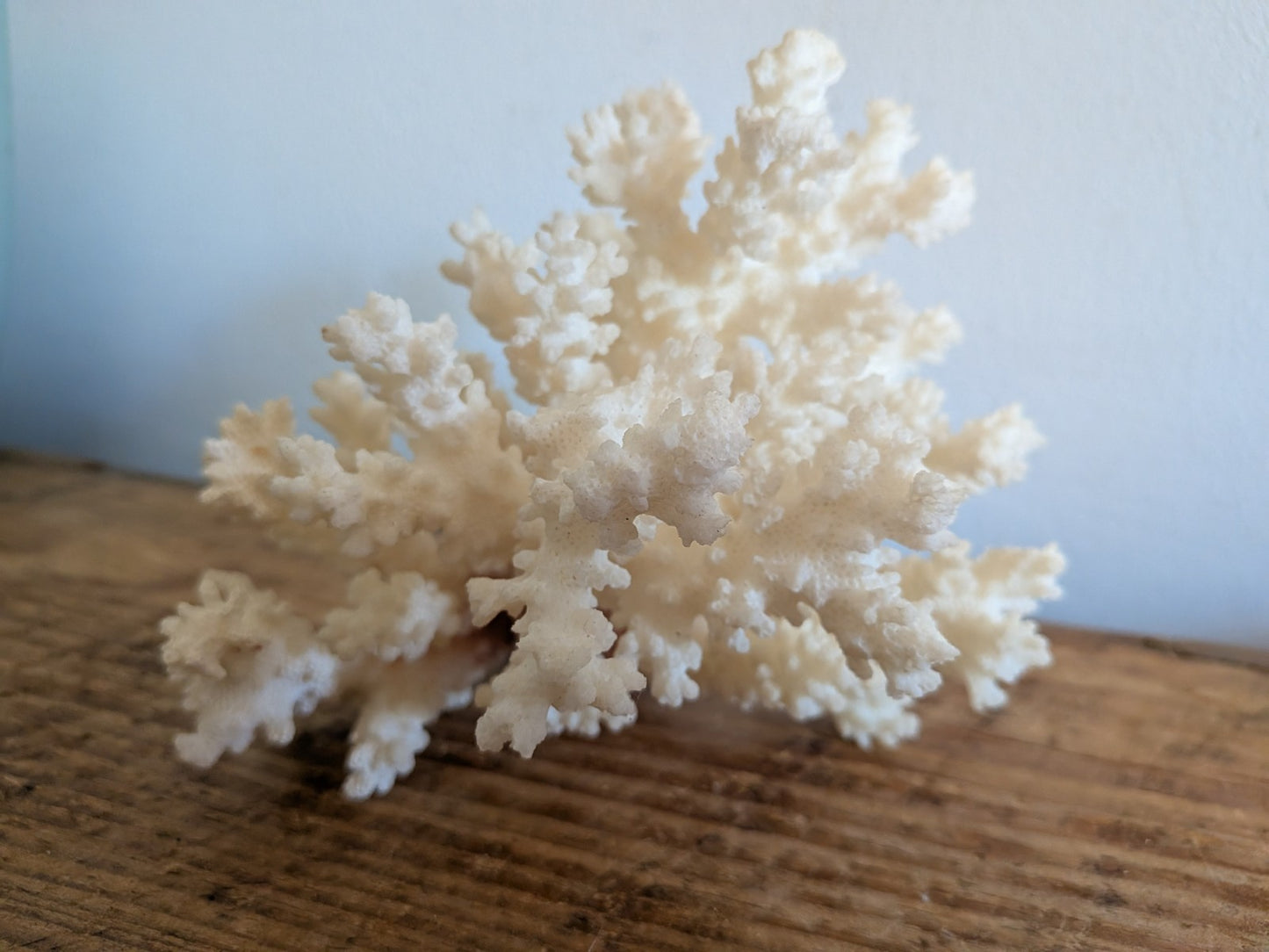 Piece of White Coral Tree Reef 100% Natural Sea Coral Rare Branching Marine Vgc