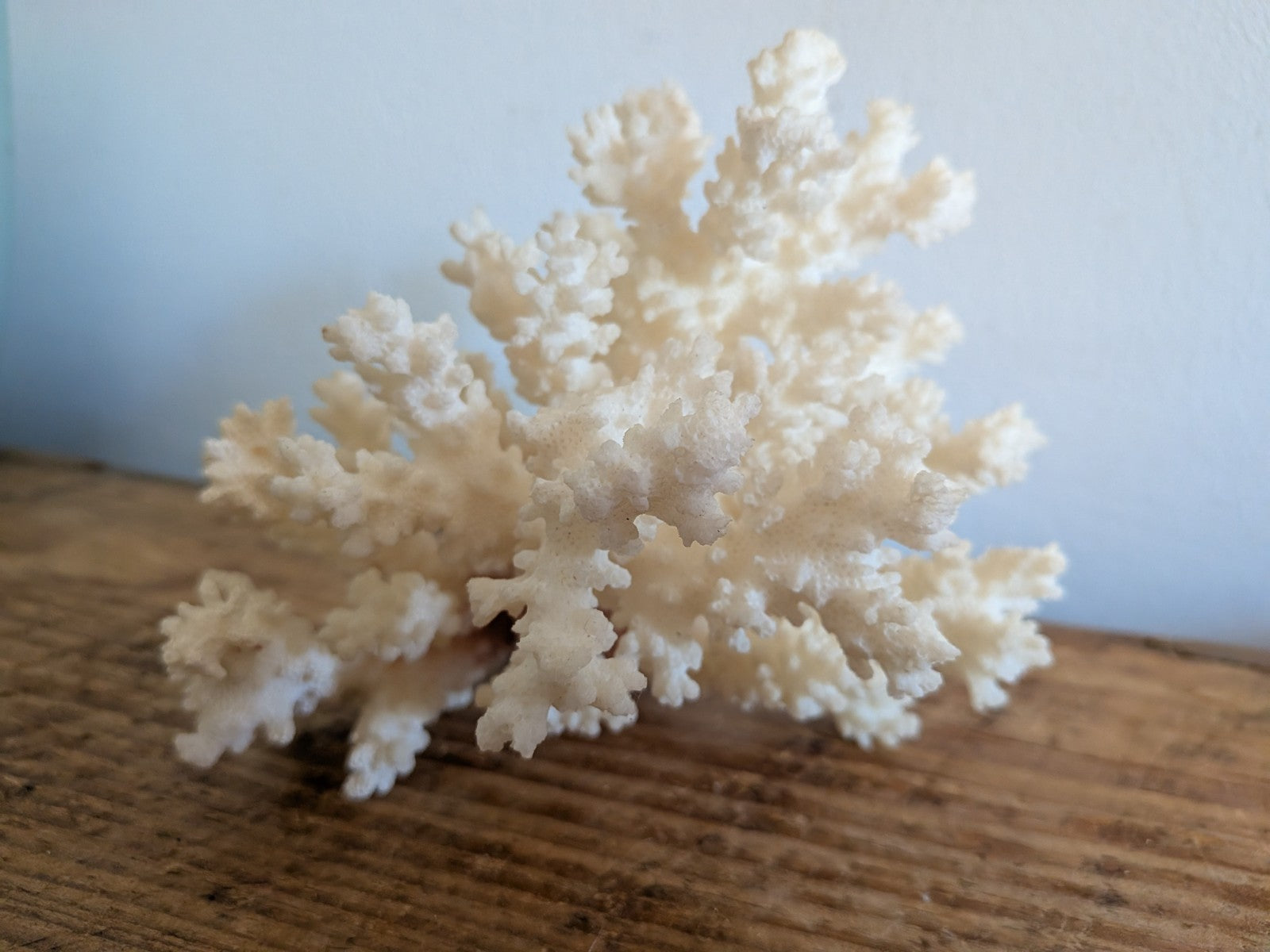Piece of White Coral Tree Reef 100% Natural Sea Coral Rare Branching Marine Vgc