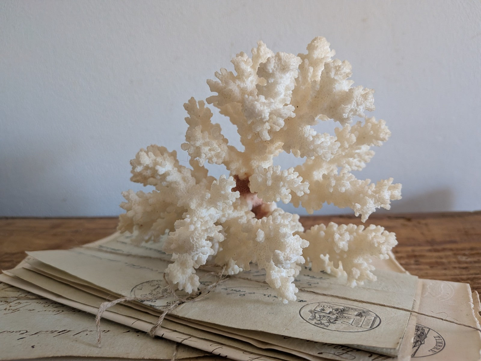 Piece of White Coral Tree Reef 100% Natural Sea Coral Rare Branching Marine Vgc