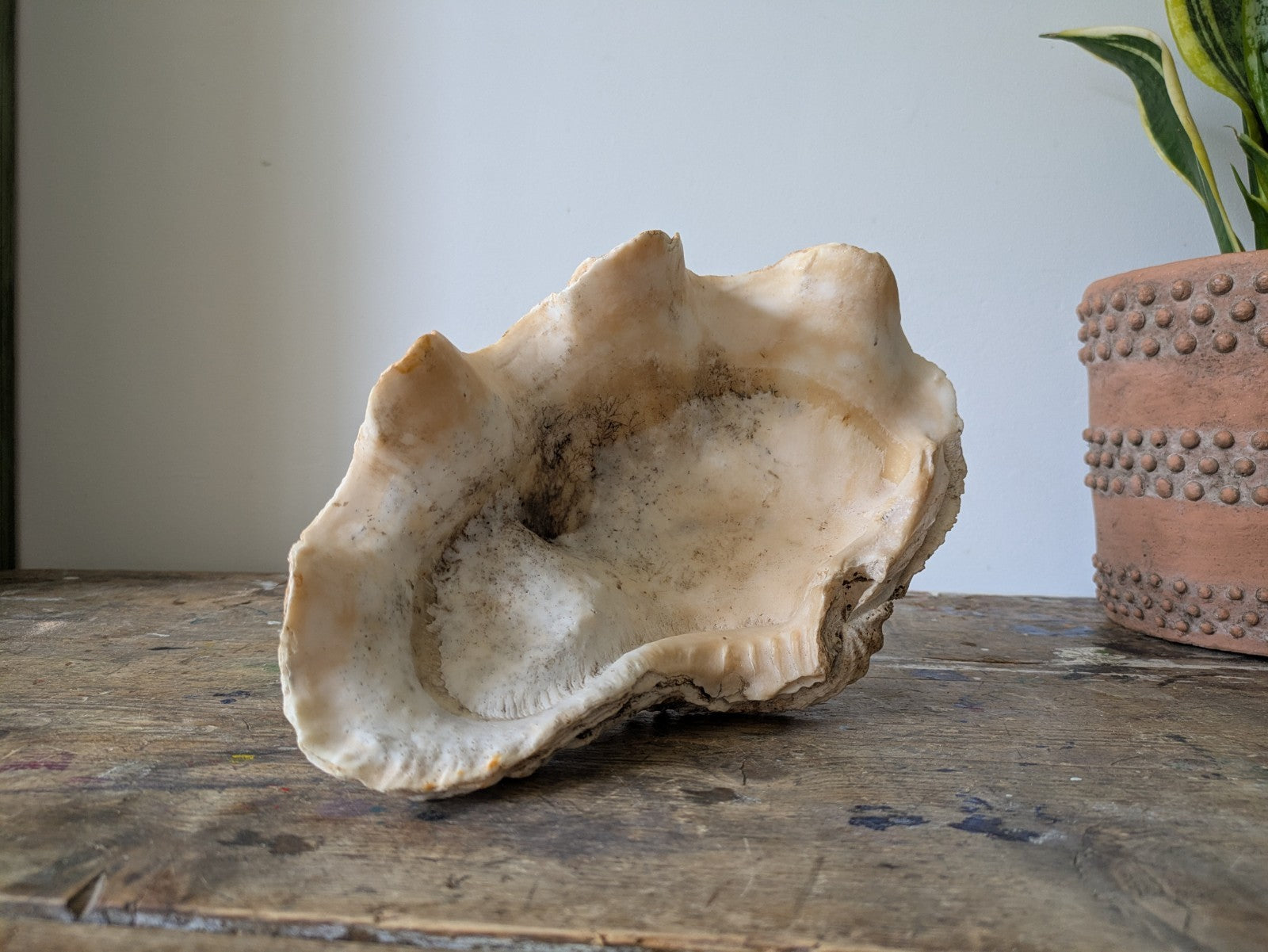 1x Large Natural Seashell Conch Shell Bear Paw Clam Shell Beach Nautical Sea Vgc