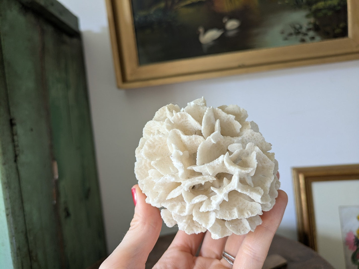 Natural Coral Calcium Carbonate Skeleton  Agaricia Acaricides Thin Lettuce Coral