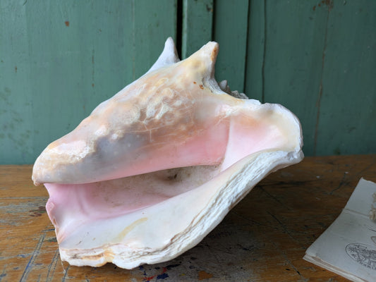 Large Vintage Queen Conch Shell Decor Pink Nautical Beach Natural Sea Coast Vgc