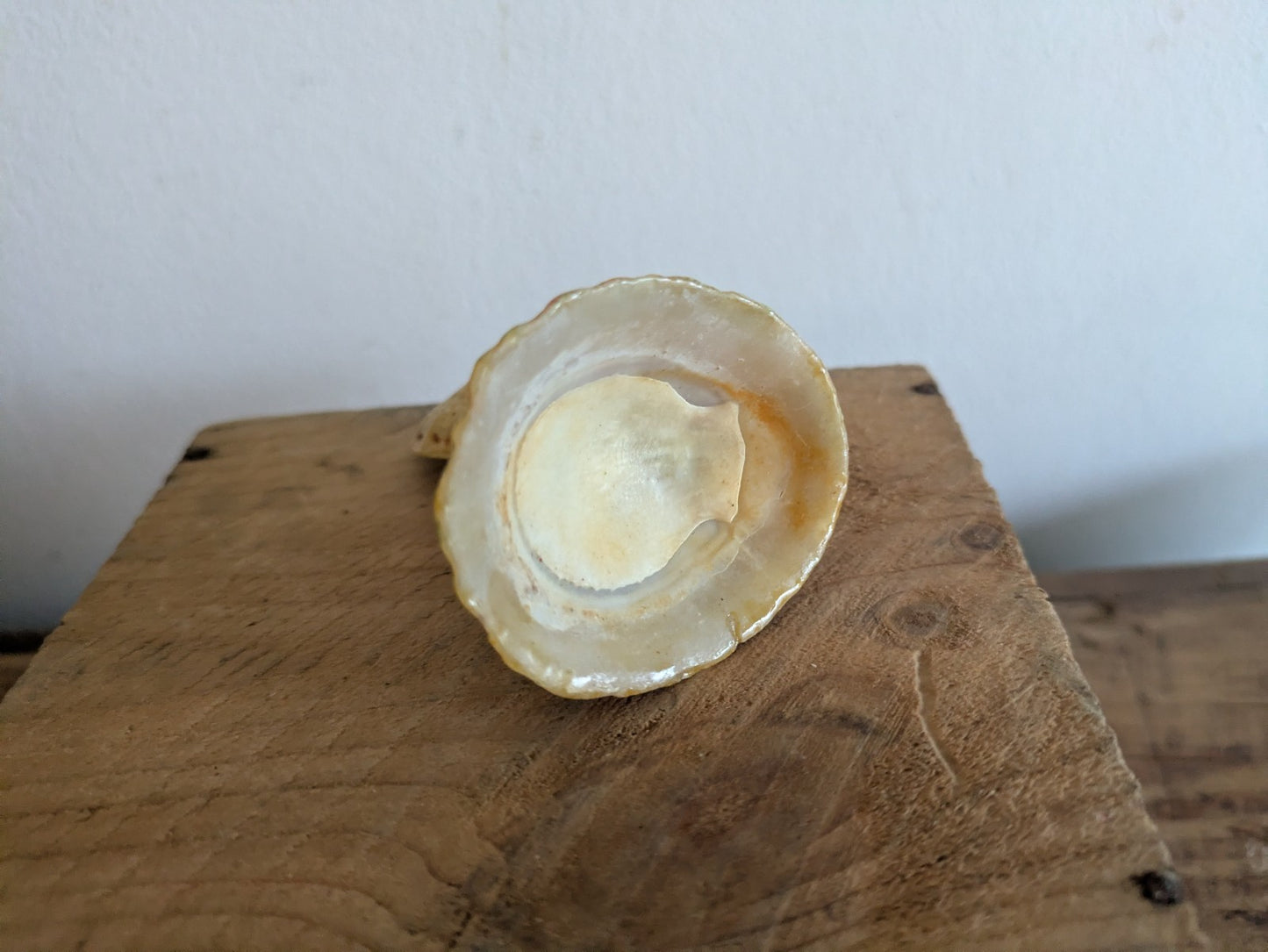 Mid Century HandCrafted Sea Shell Doll Folk Art Lady Figurine Vintage Ornament! 