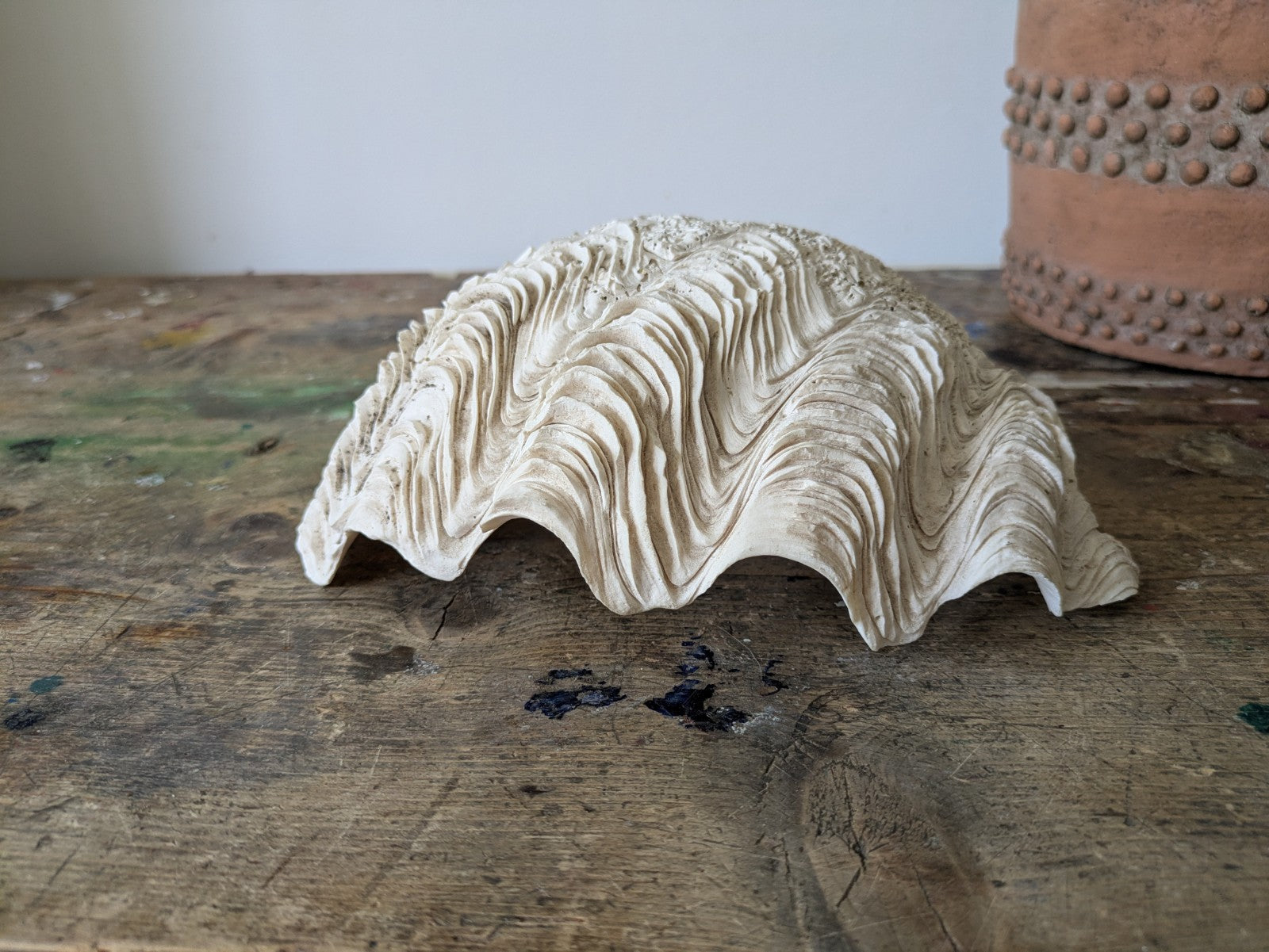 1x Large Natural Seashell Conch Shell Bear Paw Clam Shell Beach Nautical White 