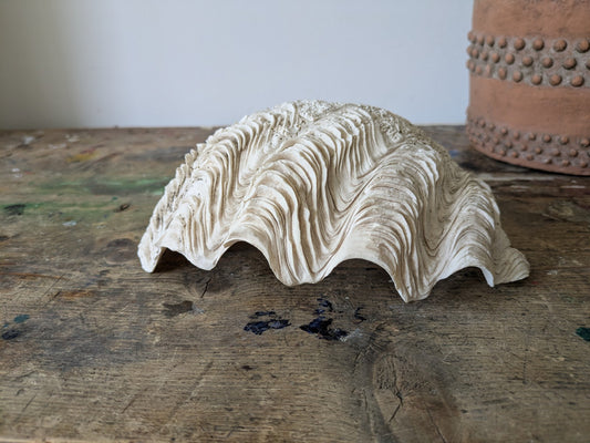 1x Large Natural Seashell Conch Shell Bear Paw Clam Shell Beach Nautical White 