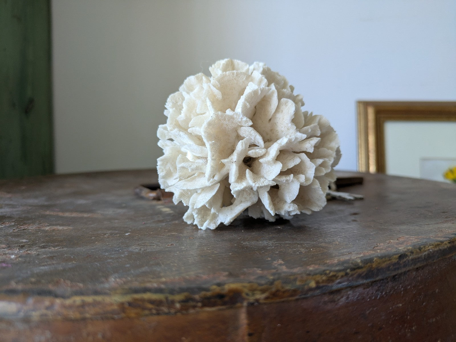 Natural Coral Calcium Carbonate Skeleton  Agaricia Acaricides Thin Lettuce Coral