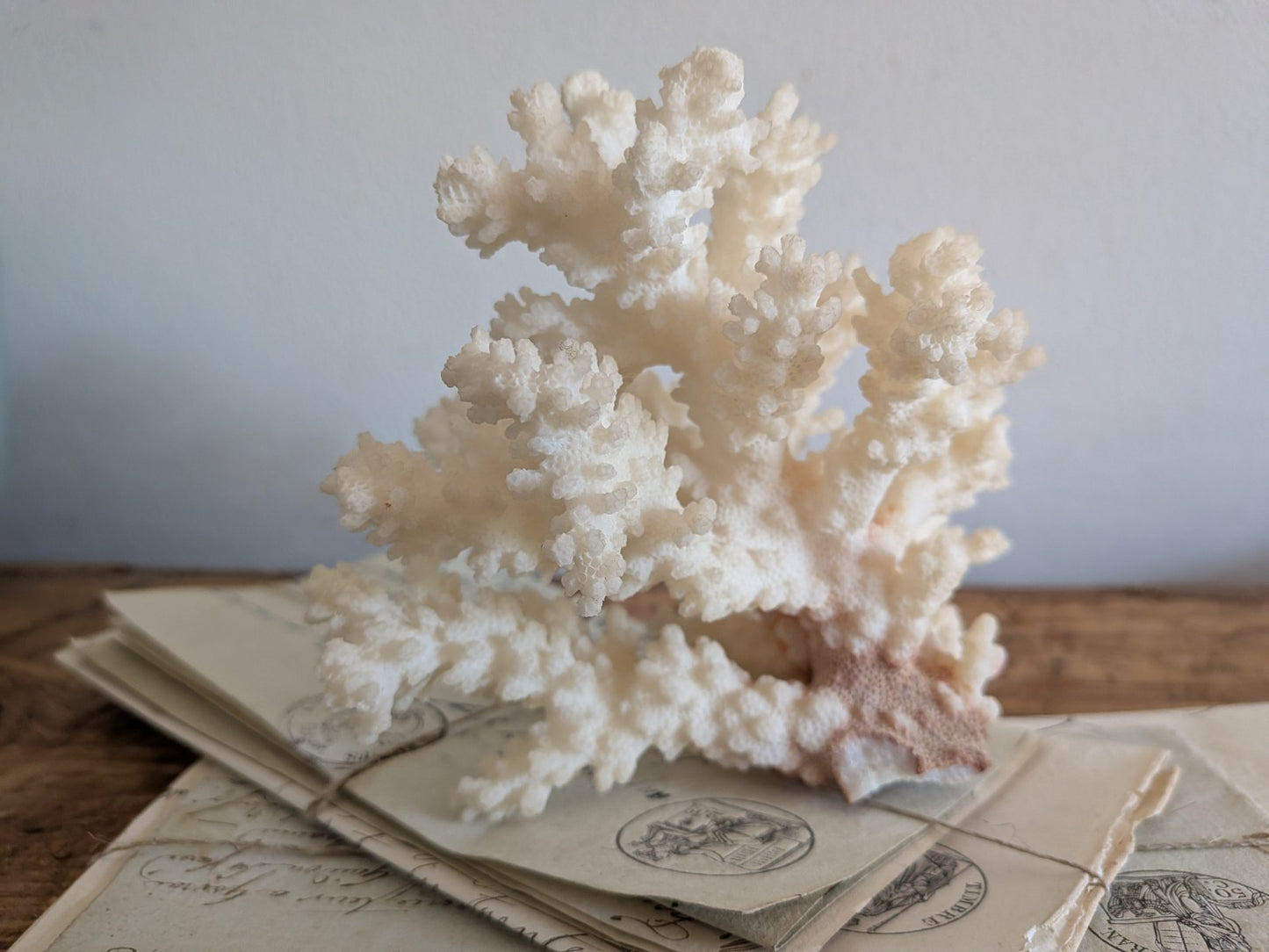 Piece of White Coral Tree Reef 100% Natural Sea Coral Rare Branching Marine Vgc