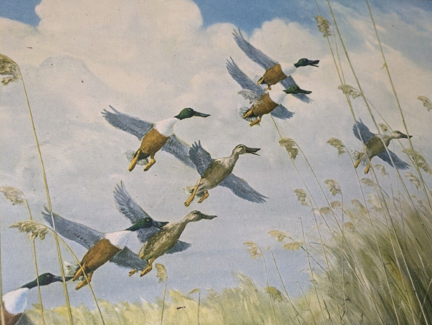 Peter Scott Vintage Framed Print Ducks Taking To Wing 1934 Old Picture Bird Lrg