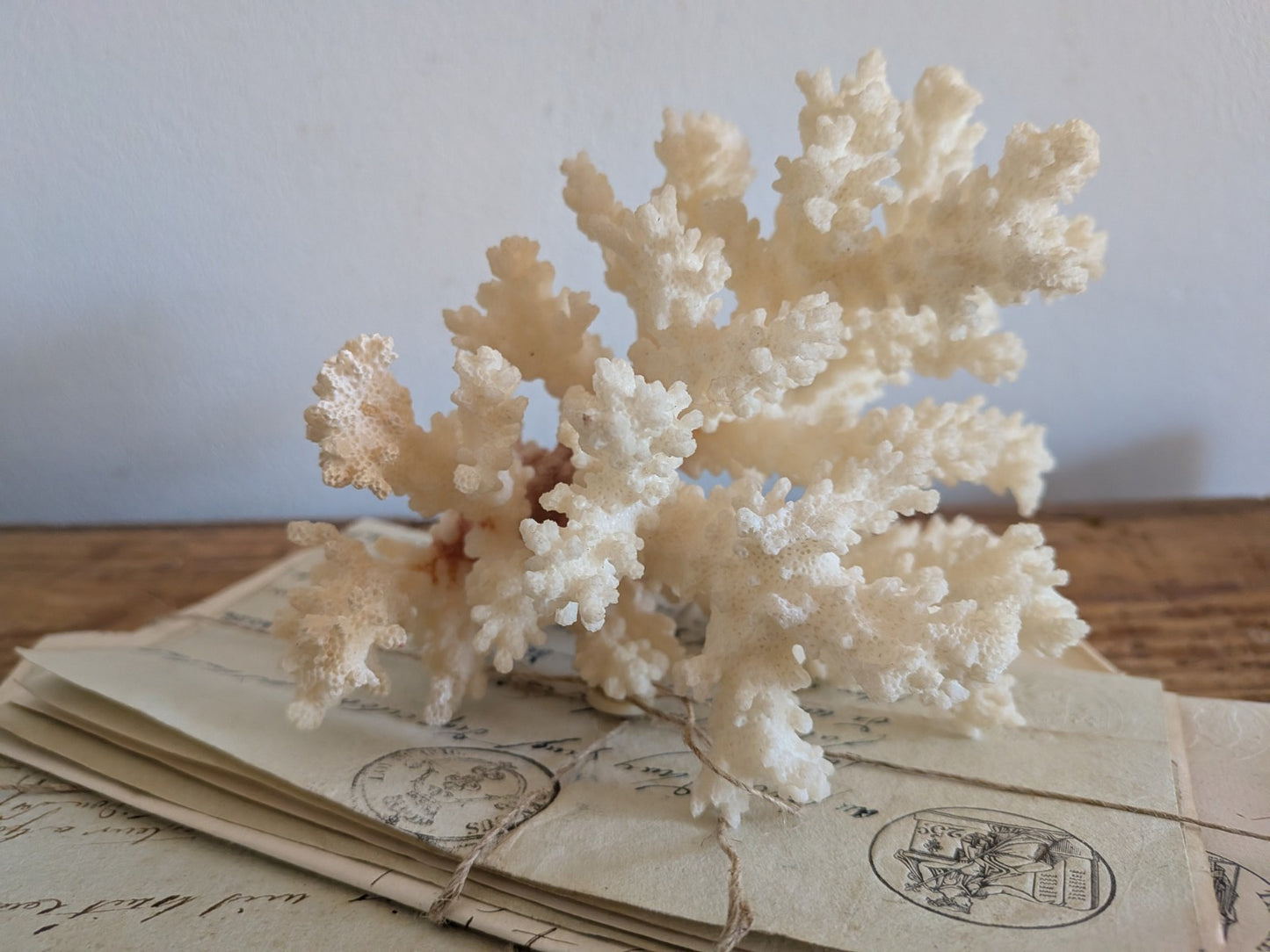 Piece of White Coral Tree Reef 100% Natural Sea Coral Rare Branching Marine Vgc
