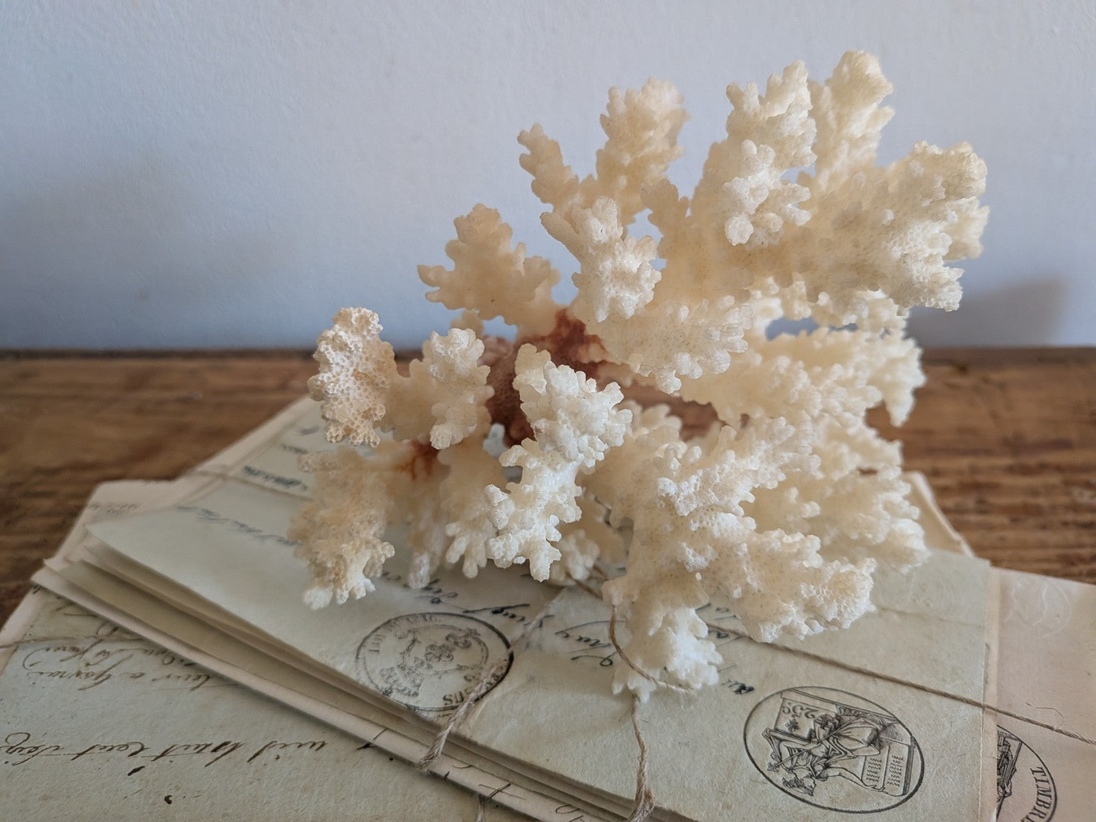 Piece of White Coral Tree Reef 100% Natural Sea Coral Rare Branching Marine Vgc