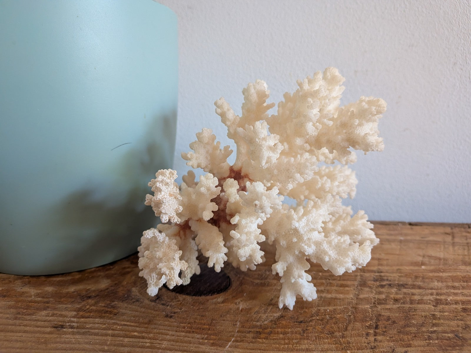 Piece of White Coral Tree Reef 100% Natural Sea Coral Rare Branching Marine Vgc