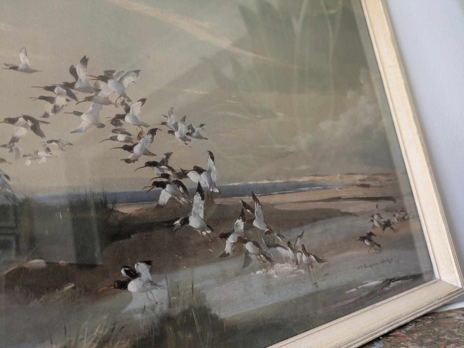1940s Mid Century Print, FRIGHTENED OYSTER CATCHERS Vernon Ward Birds Flying Vgc