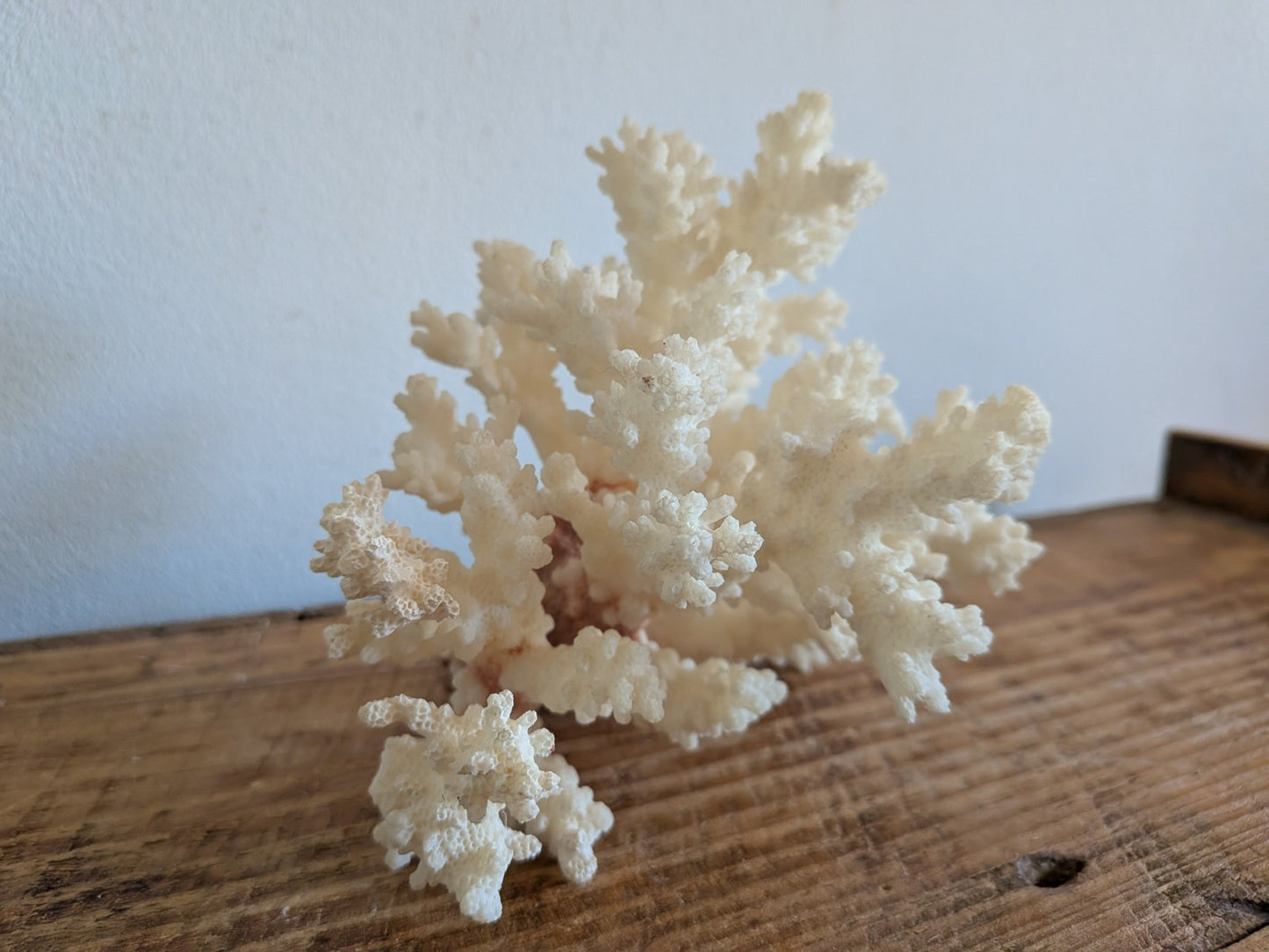 Piece of White Coral Tree Reef 100% Natural Sea Coral Rare Branching Marine Vgc