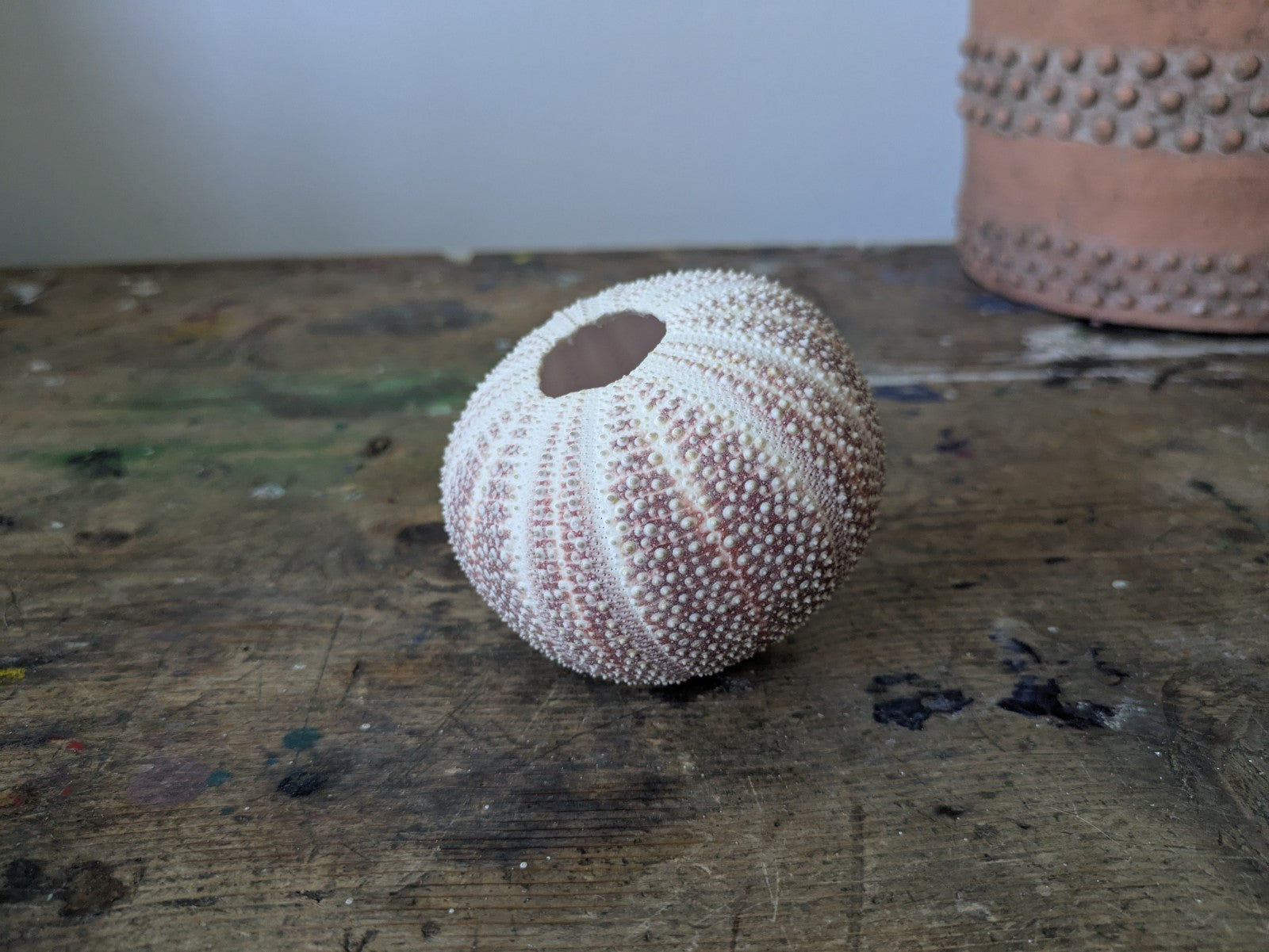 Medium Cornish Sea Urchin Nautical Shell Sea Decor Bathroom Beach Interior Vgc