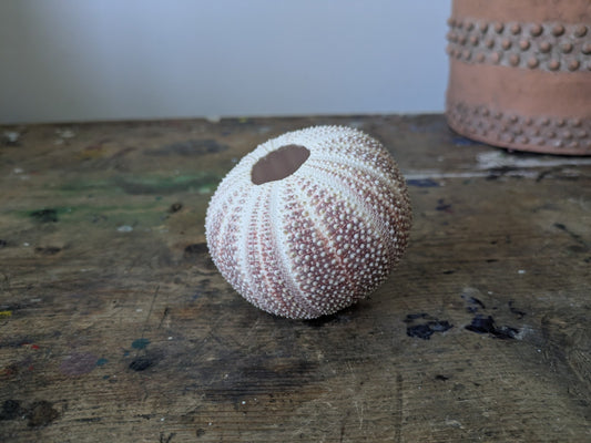 Medium Cornish Sea Urchin Nautical Shell Sea Decor Bathroom Beach Interior Vgc