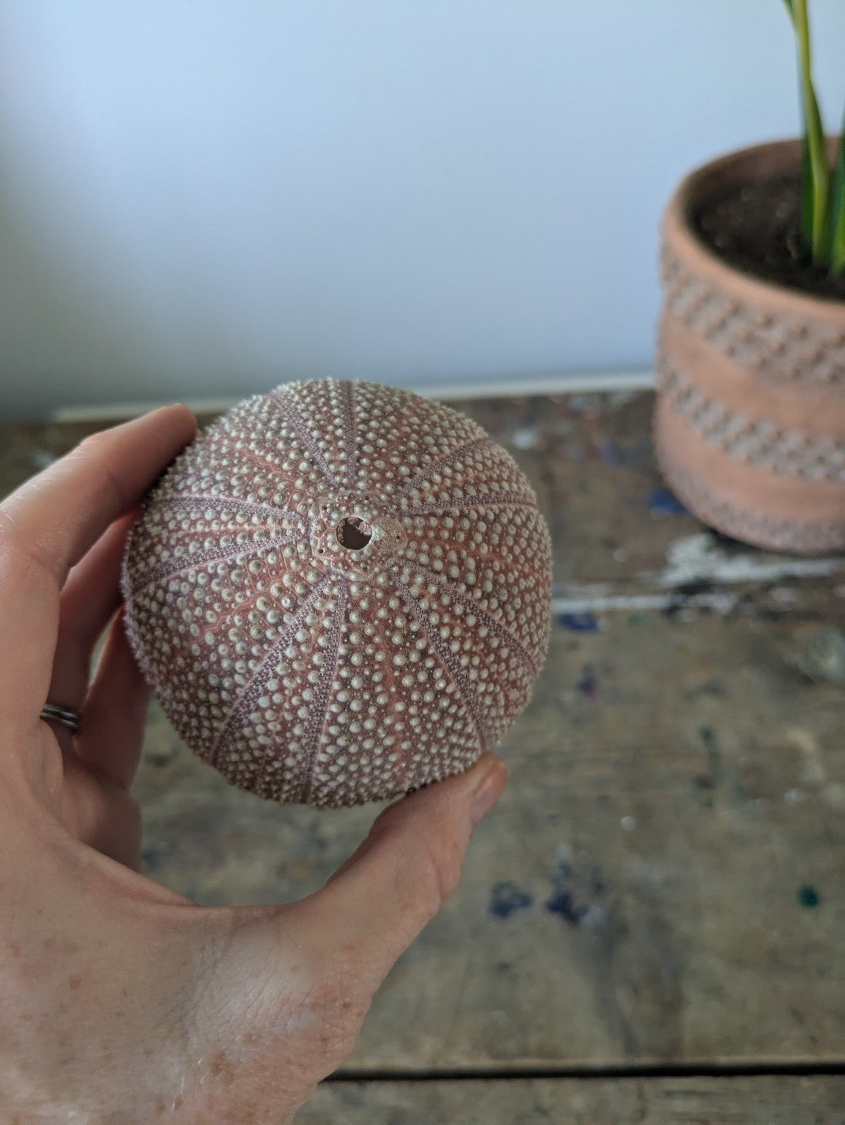 Medium Cornish Sea Urchin Nautical Shell Sea Decor Bathroom Beach Interior Vgc