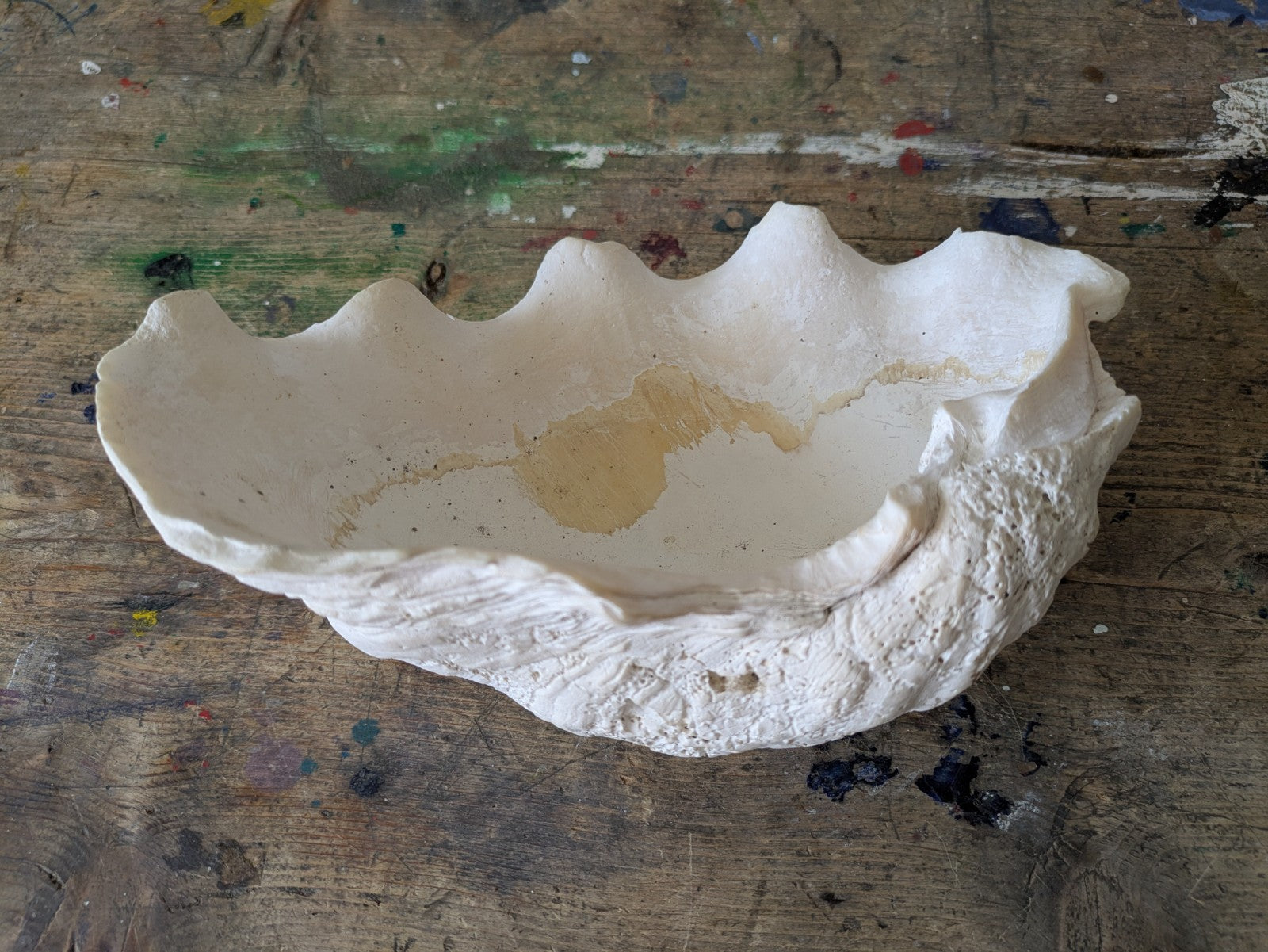 1x Large Natural Seashell Conch Shell Bear Paw Clam Shell Beach Nautical White 