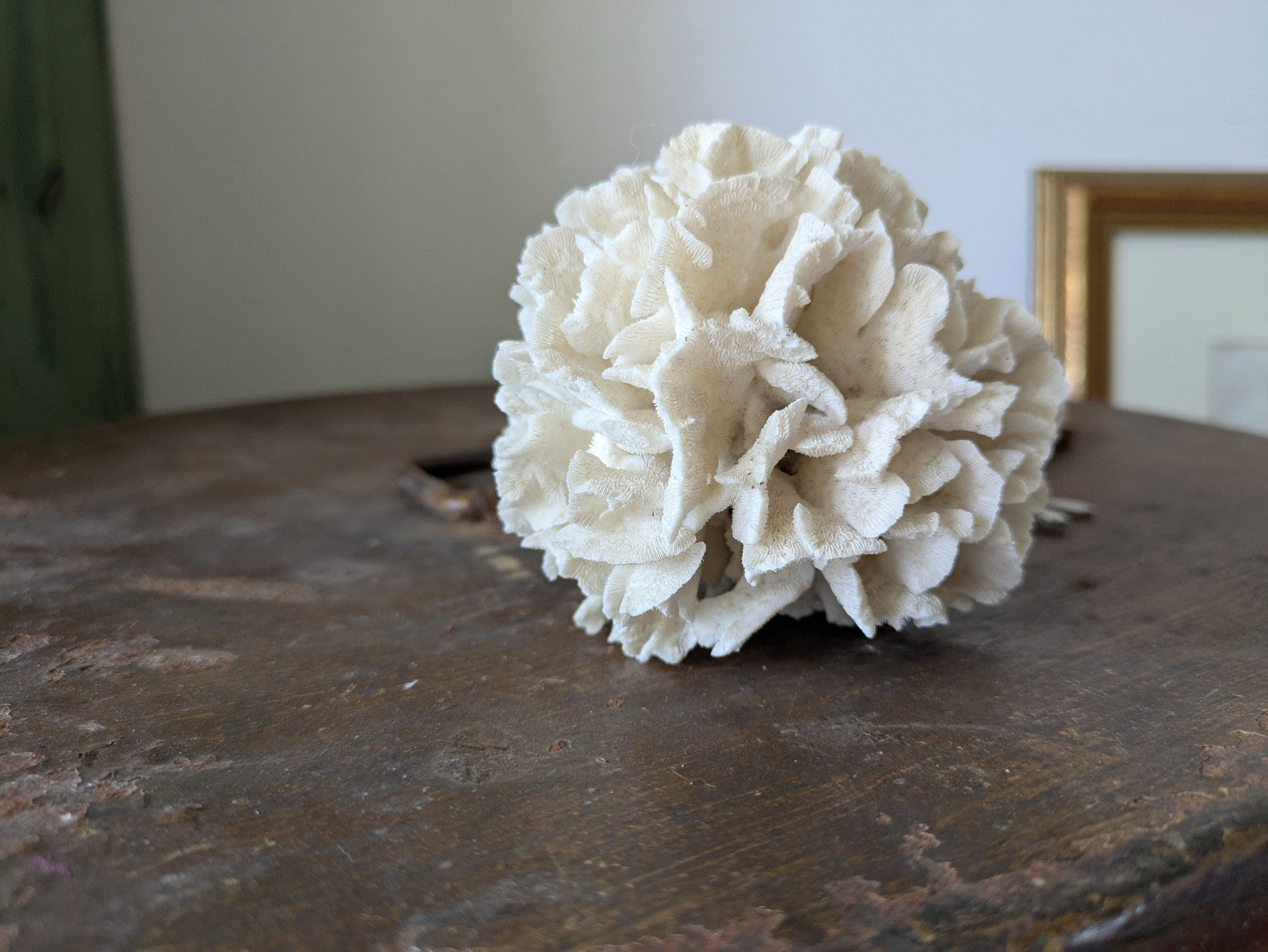 Natural Coral Calcium Carbonate Skeleton  Agaricia Acaricides Thin Lettuce Coral