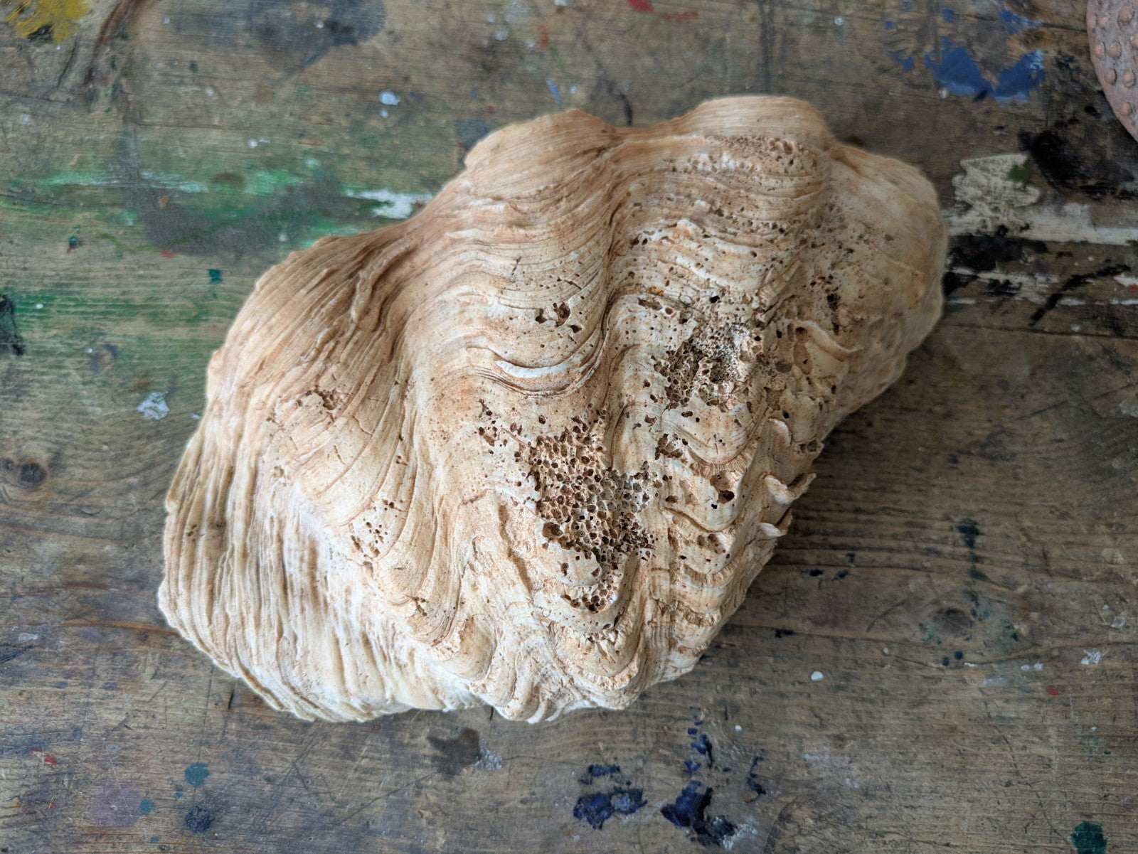 1x Large Natural Seashell Conch Shell Bear Paw Clam Shell Beach Nautical Sea Vgc