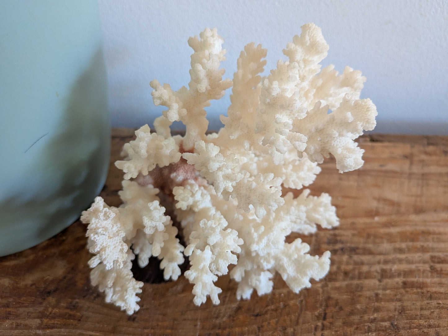 Piece of White Coral Tree Reef 100% Natural Sea Coral Rare Branching Marine Vgc