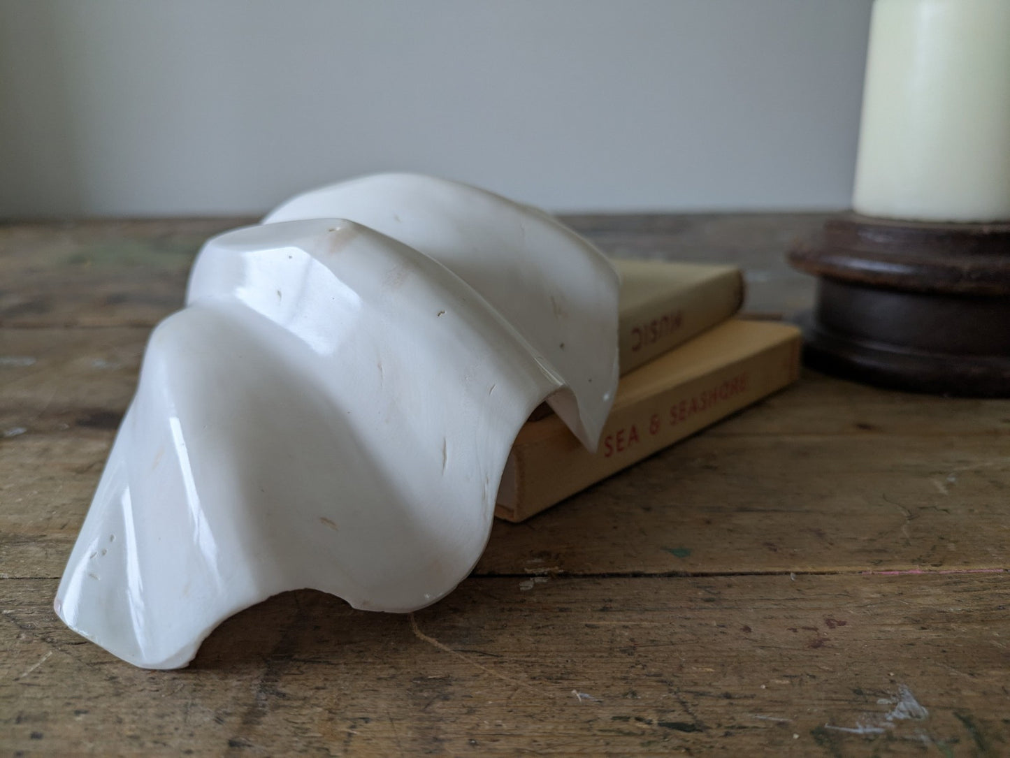 1x Large Natural Seashell Conch Shell Bear Paw Clam Shell Beach Nautical White 