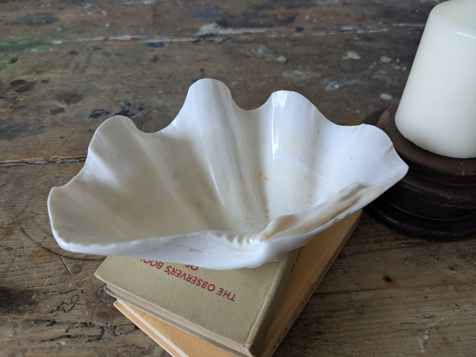 1x Large Natural Seashell Conch Shell Bear Paw Clam Shell Beach Nautical White 